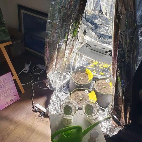 Auto Daiquiri Lime (Dutch Passion) growlog photo: Abends Ventilatoren angemacht und lasse diese ab jetzt durchgehend laufen wenn alles gut läuft 