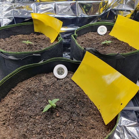Auto Daiquiri Lime (Dutch Passion) growlog photo: Abends Ventilatoren angemacht und lasse diese ab jetzt durchgehend laufen wenn alles gut läuft 