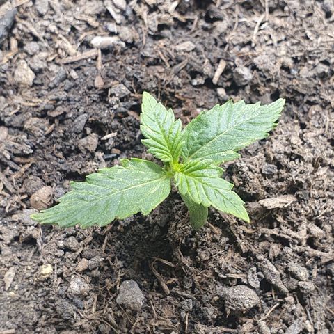 Auto Daiquiri Lime (Dutch Passion) growlog timeline photo