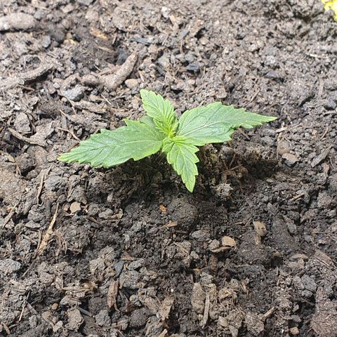 Auto Daiquiri Lime (Dutch Passion) growlog timeline photo