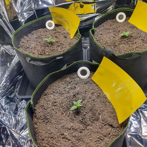 Auto Daiquiri Lime (Dutch Passion) growlog timeline photo
