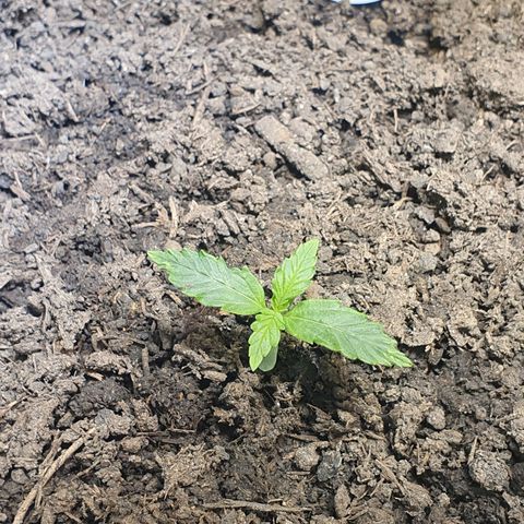 Auto Daiquiri Lime (Dutch Passion) growlog timeline photo