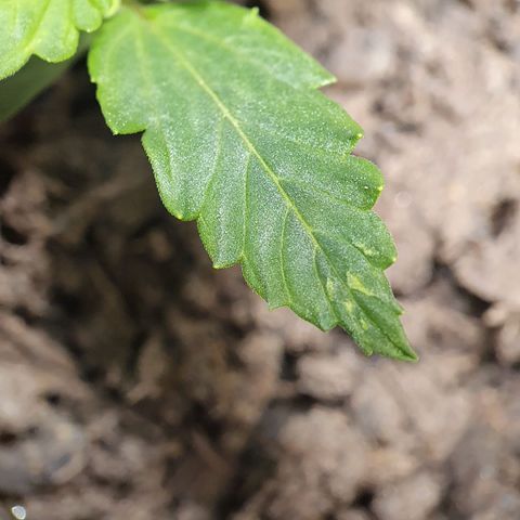 Auto Daiquiri Lime (Dutch Passion) growlog photo: Die Blätter sehen nicht ganz gesund aus. Gieße ich zu viel?