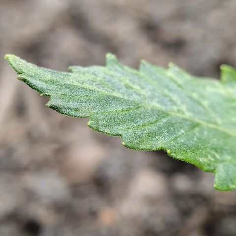 Auto Daiquiri Lime (Dutch Passion) growlog photo: Die Blätter sehen nicht ganz gesund aus. Gieße ich zu viel?