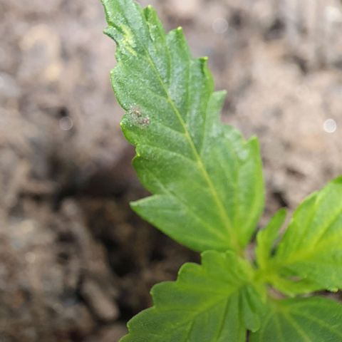 Auto Daiquiri Lime (Dutch Passion) growlog photo: Die Blätter sehen nicht ganz gesund aus. Gieße ich zu viel?