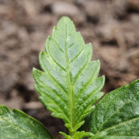Auto Daiquiri Lime (Dutch Passion) growlog photo: Die Blätter sehen nicht ganz gesund aus. Gieße ich zu viel?