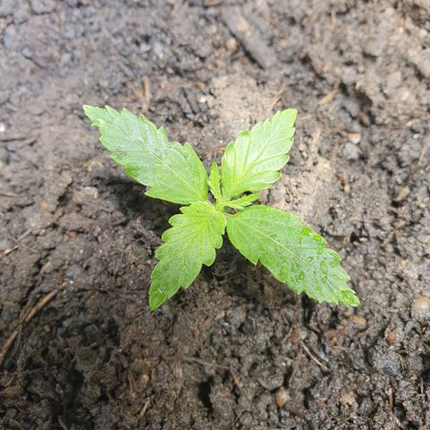 Auto Daiquiri Lime (Dutch Passion) growlog timeline photo