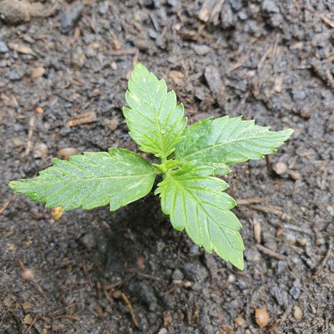 Auto Daiquiri Lime (Dutch Passion) growlog timeline photo