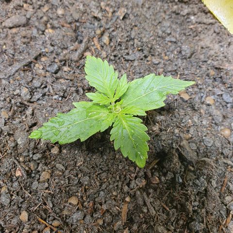 Auto Daiquiri Lime (Dutch Passion) growlog timeline photo