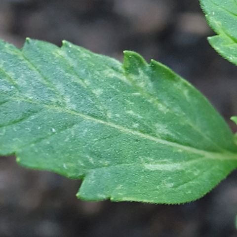 Auto Daiquiri Lime (Dutch Passion) growlog photo: 15:00