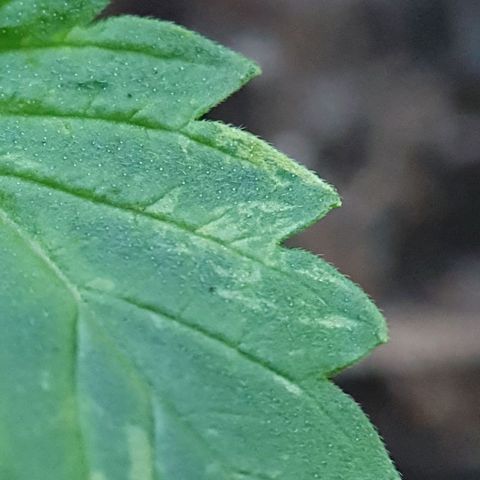 Auto Daiquiri Lime (Dutch Passion) growlog photo: 15:00
