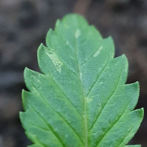 Auto Daiquiri Lime (Dutch Passion) growlog photo: 15:00
