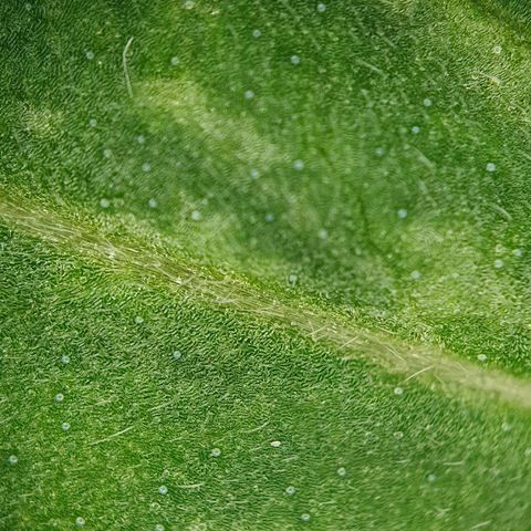 Auto Daiquiri Lime (Dutch Passion) growlog timeline photo