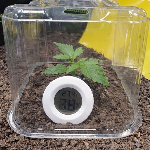 Auto Daiquiri Lime (Dutch Passion) growlog photo: Werde die Pflanzen heute nicht gießen und schauen wie die Blätter morgen aussehen. Habe wieder die Pflanzen mit Plastikhauben abgedeckt und diese von innen mit Destillat besprüht um VPD in den grünen Bereich zu bringen. Bin gespannt wie die Blätter morgen aussehen.