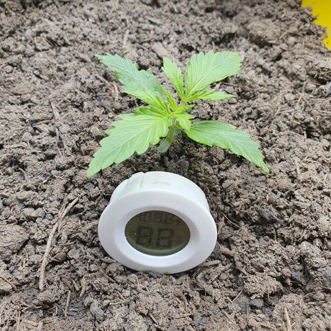 Auto Daiquiri Lime (Dutch Passion) growlog photo: Werde die Pflanzen heute nicht gießen und schauen wie die Blätter morgen aussehen. Habe wieder die Pflanzen mit Plastikhauben abgedeckt und diese von innen mit Destillat besprüht um VPD in den grünen Bereich zu bringen. Bin gespannt wie die Blätter morgen aussehen.