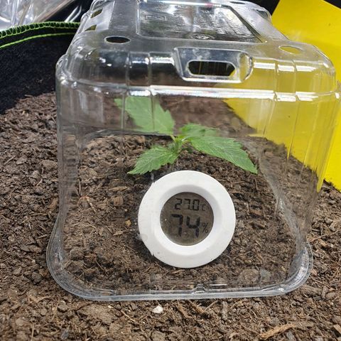 Auto Daiquiri Lime (Dutch Passion) growlog photo: Werde die Pflanzen heute nicht gießen und schauen wie die Blätter morgen aussehen. Habe wieder die Pflanzen mit Plastikhauben abgedeckt und diese von innen mit Destillat besprüht um VPD in den grünen Bereich zu bringen. Bin gespannt wie die Blätter morgen aussehen.