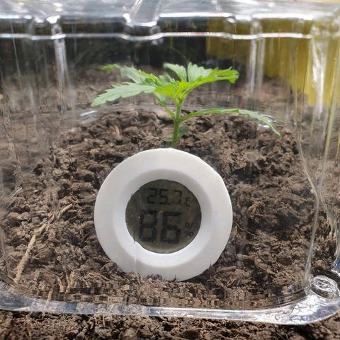 Auto Daiquiri Lime (Dutch Passion) growlog photo: Werde die Pflanzen heute nicht gießen und schauen wie die Blätter morgen aussehen. Habe wieder die Pflanzen mit Plastikhauben abgedeckt und diese von innen mit Destillat besprüht um VPD in den grünen Bereich zu bringen. Bin gespannt wie die Blätter morgen aussehen.