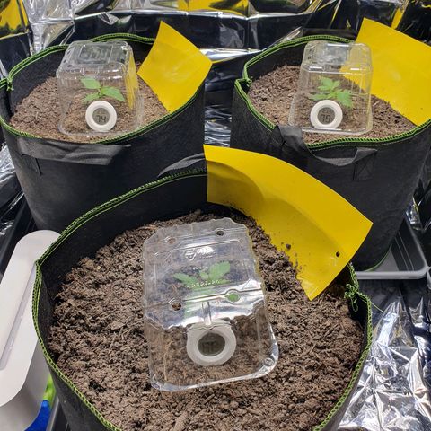Auto Daiquiri Lime (Dutch Passion) growlog photo: Werde die Pflanzen heute nicht gießen und schauen wie die Blätter morgen aussehen. Habe wieder die Pflanzen mit Plastikhauben abgedeckt und diese von innen mit Destillat besprüht um VPD in den grünen Bereich zu bringen. Bin gespannt wie die Blätter morgen aussehen.