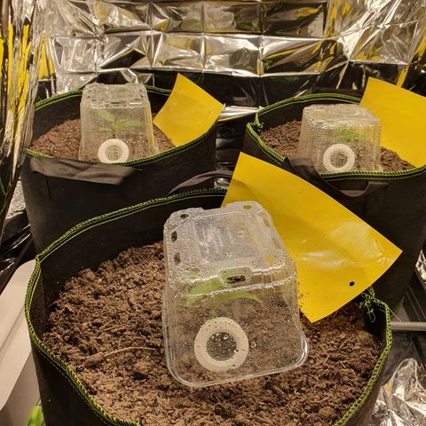 Auto Daiquiri Lime (Dutch Passion) growlog photo: Heute sehen die Pflänzchen schon etwas besser aus. Laut dem Hygrometer ist die Erdfeuchtigkeit bei 70%. Die Oberfläche sieht komplett trocken aus. Mit dem Finger 2cm tief geschaut und ist tatsächlich noch feucht. Es fällt mir echt schwer die Erde nicht zu gießen 