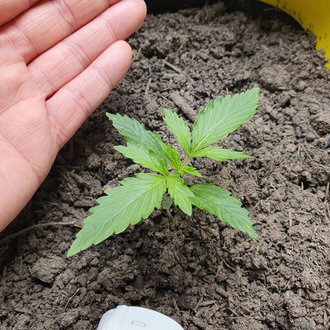 Auto Daiquiri Lime (Dutch Passion) growlog photo: Heute sehen die Pflänzchen schon etwas besser aus. Laut dem Hygrometer ist die Erdfeuchtigkeit bei 70%. Die Oberfläche sieht komplett trocken aus. Mit dem Finger 2cm tief geschaut und ist tatsächlich noch feucht. Es fällt mir echt schwer die Erde nicht zu gießen 
