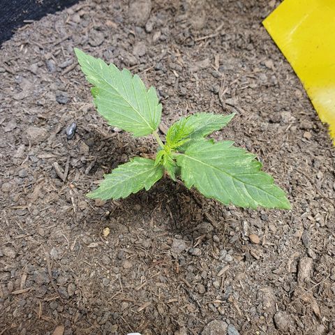 Auto Daiquiri Lime (Dutch Passion) growlog photo: Heute sehen die Pflänzchen schon etwas besser aus. Laut dem Hygrometer ist die Erdfeuchtigkeit bei 70%. Die Oberfläche sieht komplett trocken aus. Mit dem Finger 2cm tief geschaut und ist tatsächlich noch feucht. Es fällt mir echt schwer die Erde nicht zu gießen 