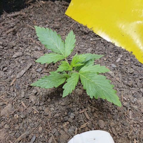 Auto Daiquiri Lime (Dutch Passion) growlog photo: Heute sehen die Pflänzchen schon etwas besser aus. Laut dem Hygrometer ist die Erdfeuchtigkeit bei 70%. Die Oberfläche sieht komplett trocken aus. Mit dem Finger 2cm tief geschaut und ist tatsächlich noch feucht. Es fällt mir echt schwer die Erde nicht zu gießen 