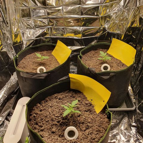 Auto Daiquiri Lime (Dutch Passion) growlog photo: Heute sehen die Pflänzchen schon etwas besser aus. Laut dem Hygrometer ist die Erdfeuchtigkeit bei 70%. Die Oberfläche sieht komplett trocken aus. Mit dem Finger 2cm tief geschaut und ist tatsächlich noch feucht. Es fällt mir echt schwer die Erde nicht zu gießen 