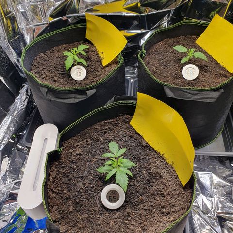 Auto Daiquiri Lime (Dutch Passion) growlog photo: Nach dem Gießen. Habe außerdem im Uhrzeigersinn die Töpfe einmal umgestellt 