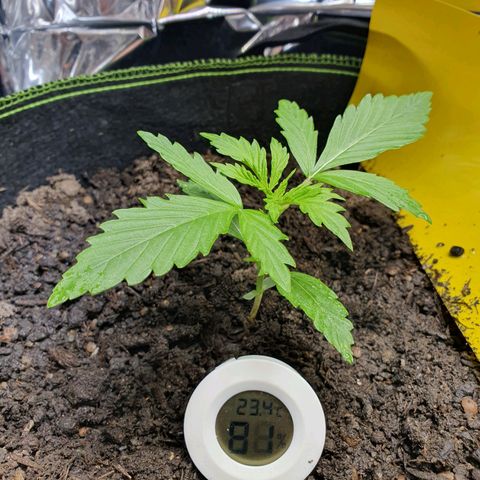 Auto Daiquiri Lime (Dutch Passion) growlog photo: Direkt nach dem Gießen 
