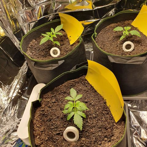 Auto Daiquiri Lime (Dutch Passion) growlog photo: Direkt nach dem Gießen 