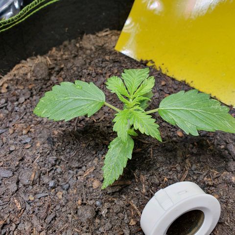 Auto Daiquiri Lime (Dutch Passion) growlog photo: Direkt nach dem Gießen 