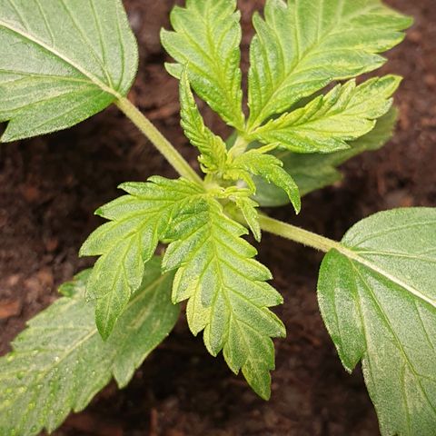 Auto Daiquiri Lime (Dutch Passion) growlog photo: Direkt nach dem Gießen 