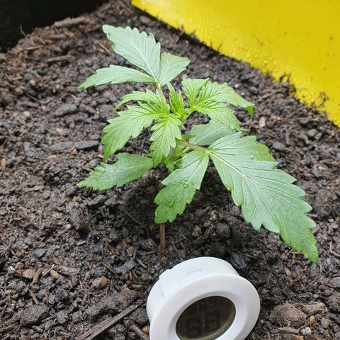 Auto Daiquiri Lime (Dutch Passion) growlog photo: Direkt nach dem Gießen 