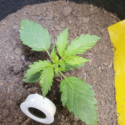 Auto Daiquiri Lime (Dutch Passion) growlog photo: Ich glaube die eine Pflanze hat echt Probleme. Habe mit dem China-Messgerät den pH von der Erde im Topf gemessen und das Gerät zeigte nur Low. Nicht mal einen Wert. Vllt ist die Erde zu Sauer? Warte noch ein paar Tage ab und schaue wie sie sich weiter entwickelt 
