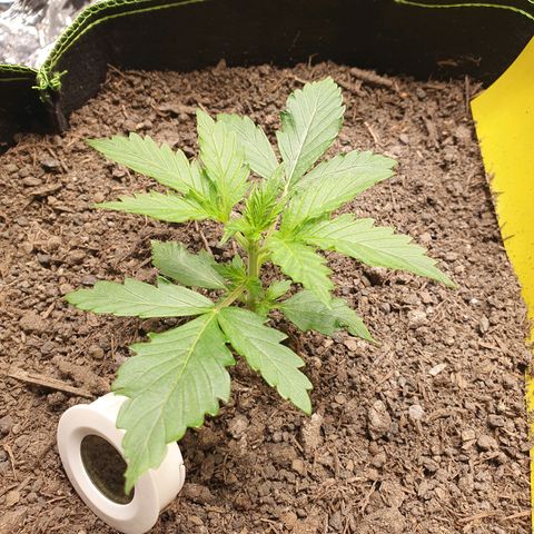 Auto Daiquiri Lime (Dutch Passion) growlog photo: Ich glaube die eine Pflanze hat echt Probleme. Habe mit dem China-Messgerät den pH von der Erde im Topf gemessen und das Gerät zeigte nur Low. Nicht mal einen Wert. Vllt ist die Erde zu Sauer? Warte noch ein paar Tage ab und schaue wie sie sich weiter entwickelt 