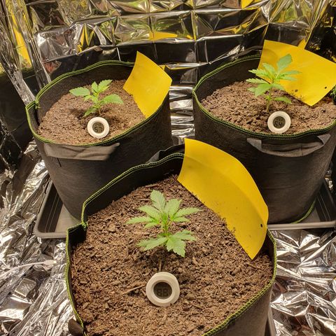 Auto Daiquiri Lime (Dutch Passion) growlog photo: Ich glaube die eine Pflanze hat echt Probleme. Habe mit dem China-Messgerät den pH von der Erde im Topf gemessen und das Gerät zeigte nur Low. Nicht mal einen Wert. Vllt ist die Erde zu Sauer? Warte noch ein paar Tage ab und schaue wie sie sich weiter entwickelt 