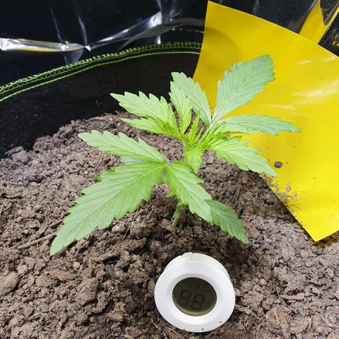 Auto Daiquiri Lime (Dutch Passion) growlog timeline photo