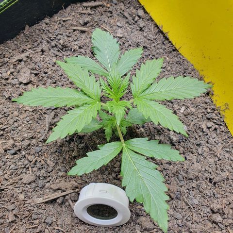 Auto Daiquiri Lime (Dutch Passion) growlog timeline photo