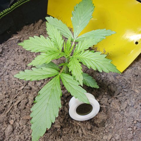 Auto Daiquiri Lime (Dutch Passion) growlog timeline photo