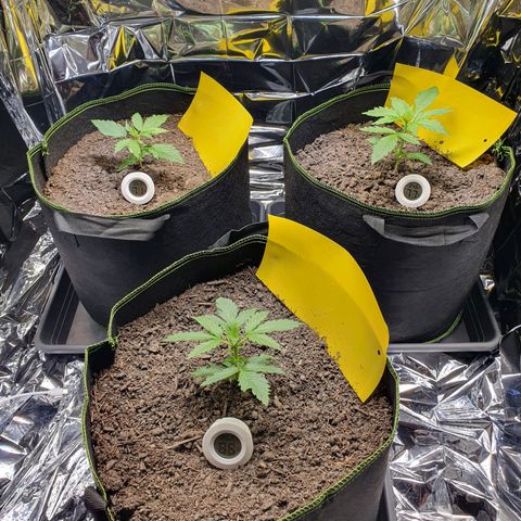 Auto Daiquiri Lime (Dutch Passion) growlog timeline photo