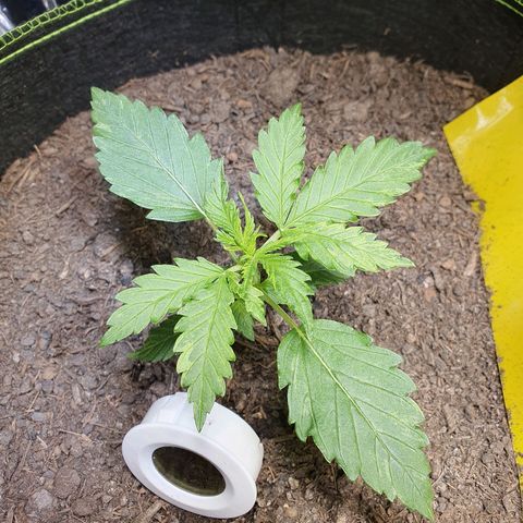 Auto Daiquiri Lime (Dutch Passion) growlog timeline photo
