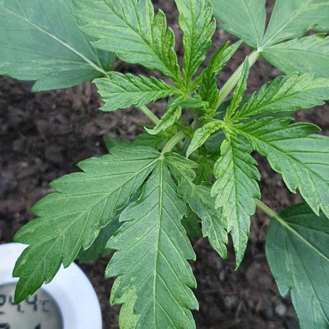 Auto Daiquiri Lime (Dutch Passion) growlog timeline photo