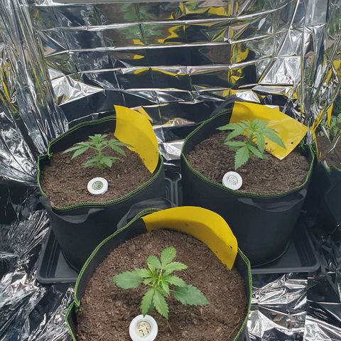 Auto Daiquiri Lime (Dutch Passion) growlog timeline photo