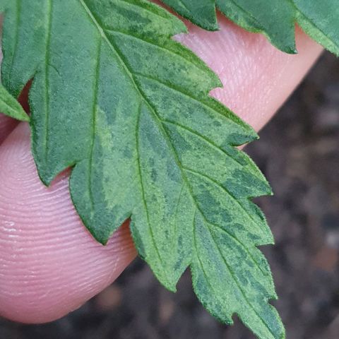 Auto Daiquiri Lime (Dutch Passion) growlog timeline photo