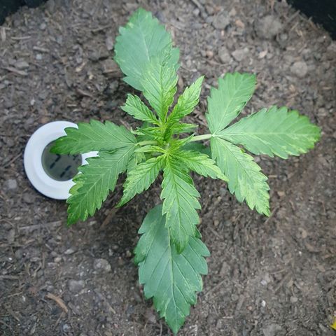 Auto Daiquiri Lime (Dutch Passion) growlog timeline photo