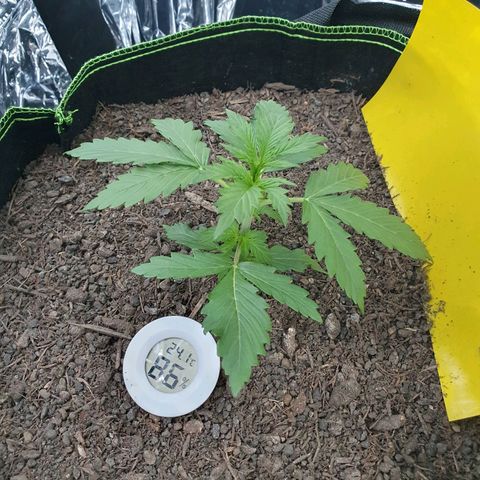 Auto Daiquiri Lime (Dutch Passion) growlog timeline photo