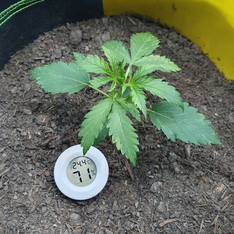 Auto Daiquiri Lime (Dutch Passion) growlog timeline photo