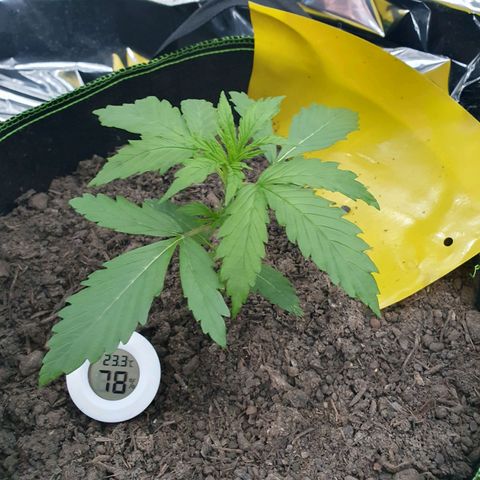 Auto Daiquiri Lime (Dutch Passion) growlog timeline photo