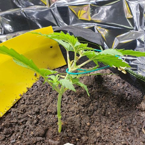 Auto Daiquiri Lime (Dutch Passion) growlog photo: Heute Abend die Spitze und die unteren Blätter abgeschnitten und LST angefangen. Außerdem Pflanzen das erste Mal ordentlich gegossen und die kleinste Pflanze mit Macken an den Blättern habe ich mit 50/50 destilliertes Wasser und ausm Wasserhahn gegossen in der Hoffnung, dass dadurch der pH etwas steigt und evtl die Probleme behoben werden. Ahja nach dem "Köpfen" habe ich etwas Zimtpulver auf die Wunde gemacht 