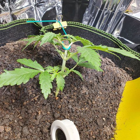 Auto Daiquiri Lime (Dutch Passion) growlog photo: Heute Abend die Spitze und die unteren Blätter abgeschnitten und LST angefangen. Außerdem Pflanzen das erste Mal ordentlich gegossen und die kleinste Pflanze mit Macken an den Blättern habe ich mit 50/50 destilliertes Wasser und ausm Wasserhahn gegossen in der Hoffnung, dass dadurch der pH etwas steigt und evtl die Probleme behoben werden. Ahja nach dem "Köpfen" habe ich etwas Zimtpulver auf die Wunde gemacht 